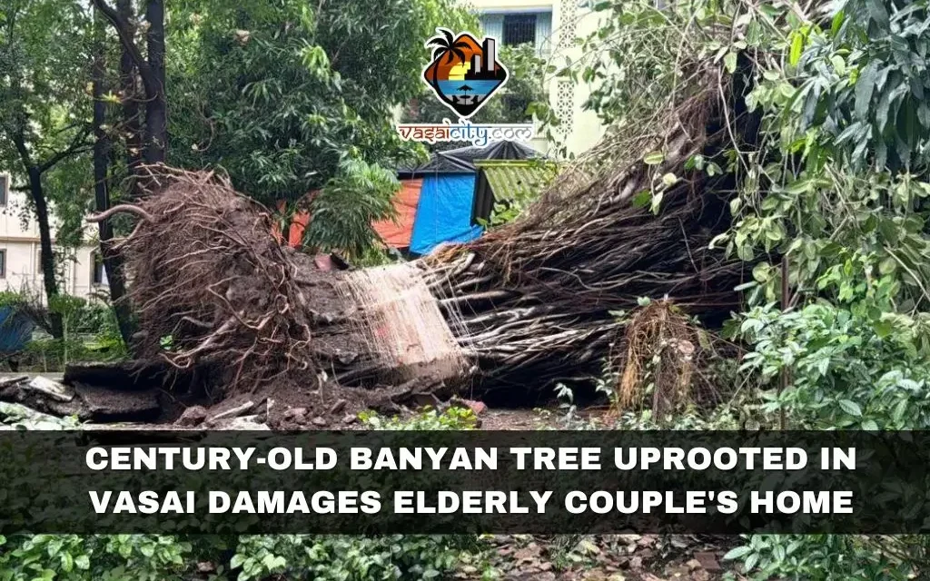 Century-Old Banyan Tree Uprooted in Vasai Damages Elderly Couple’s Home