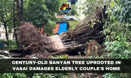 Century-Old Banyan Tree Uprooted in Vasai Damages Elderly Couple’s Home