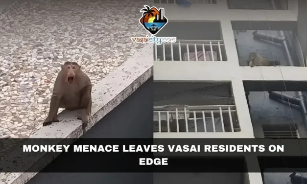 Monkey Menace Leaves Vasai Residents on Edge