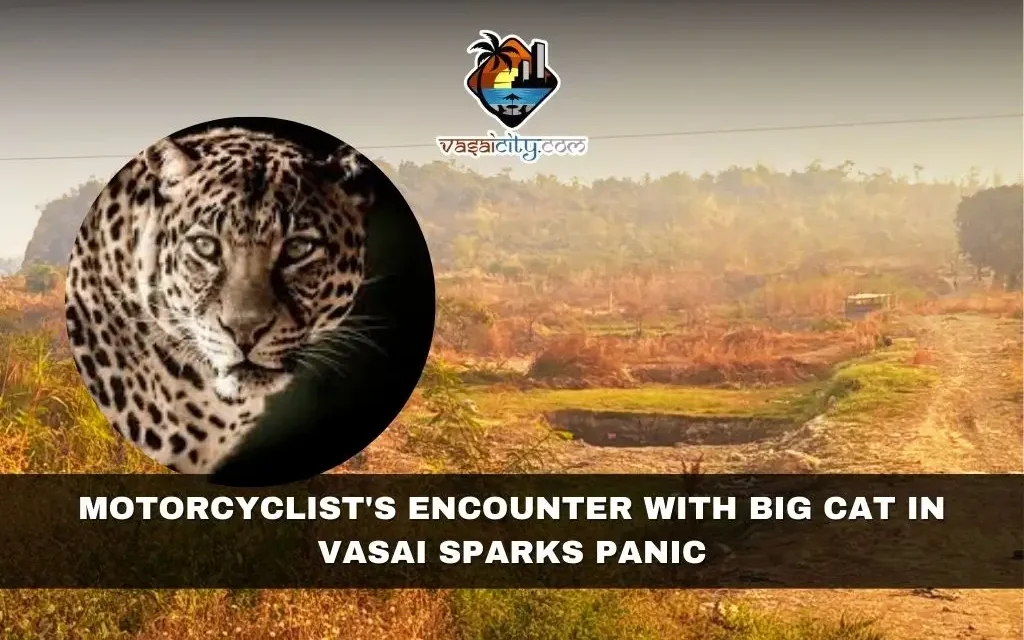 Motorcyclist’s Encounter with Big Cat in Vasai Sparks Panic