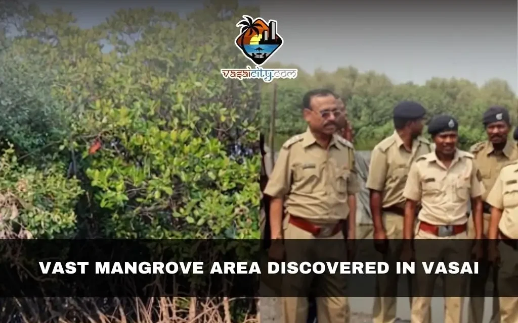 Vast Mangrove Area Discovered in Vasai