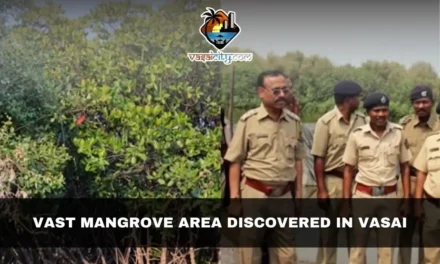 Vast Mangrove Area Discovered in Vasai